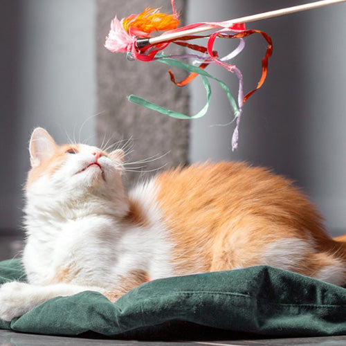 Cat Teaser & Wand Toy